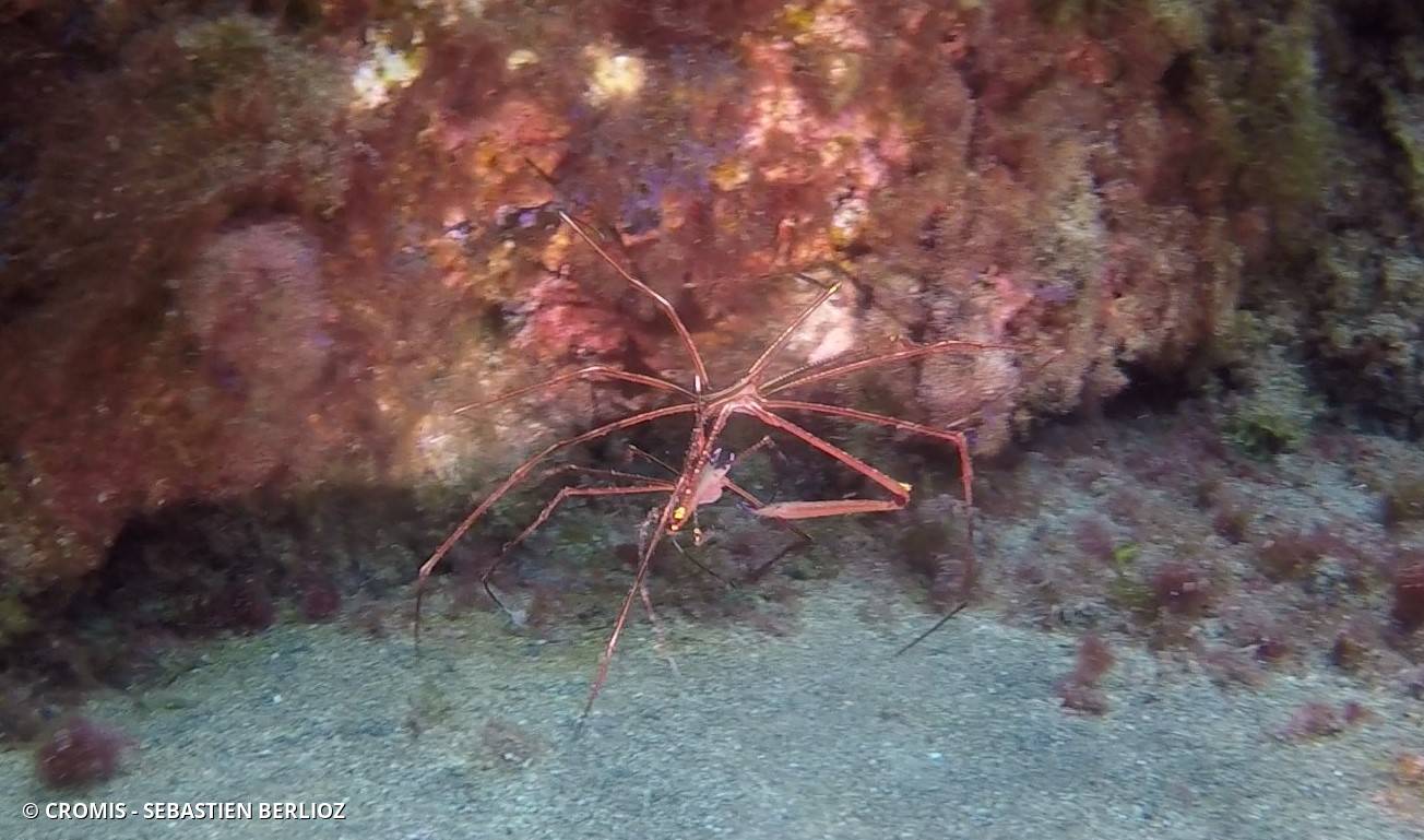 Araignée nez pointu