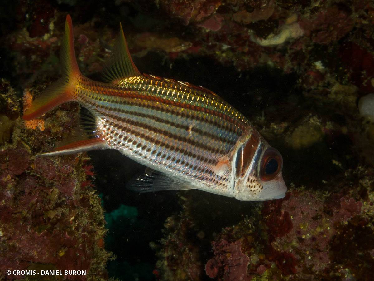 Poisson-écureuil tacheté