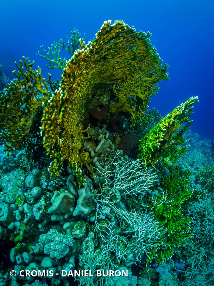 Corail de feu ramifié