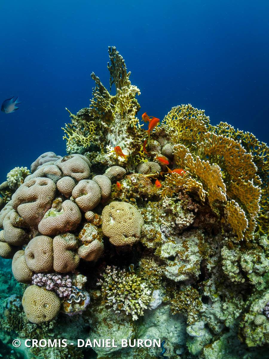 Corail de feu ramifié