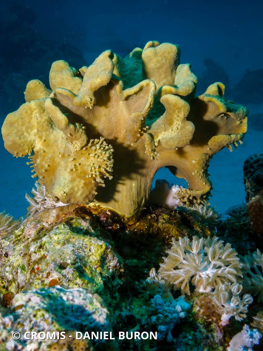 Alcyonaire champignon