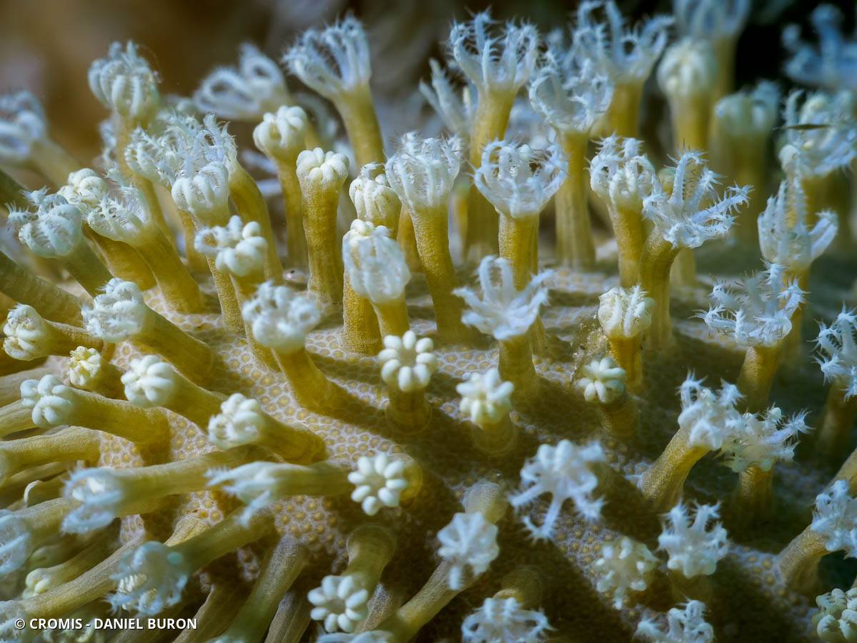 Corail plume d'autruche