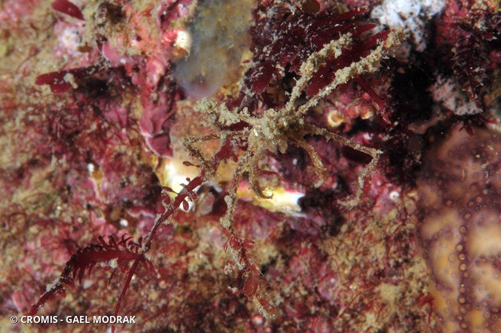 Macropode à long rostre