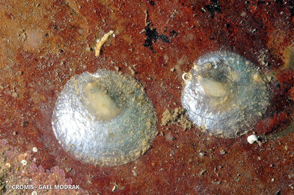 Anomie pelure d'oignon