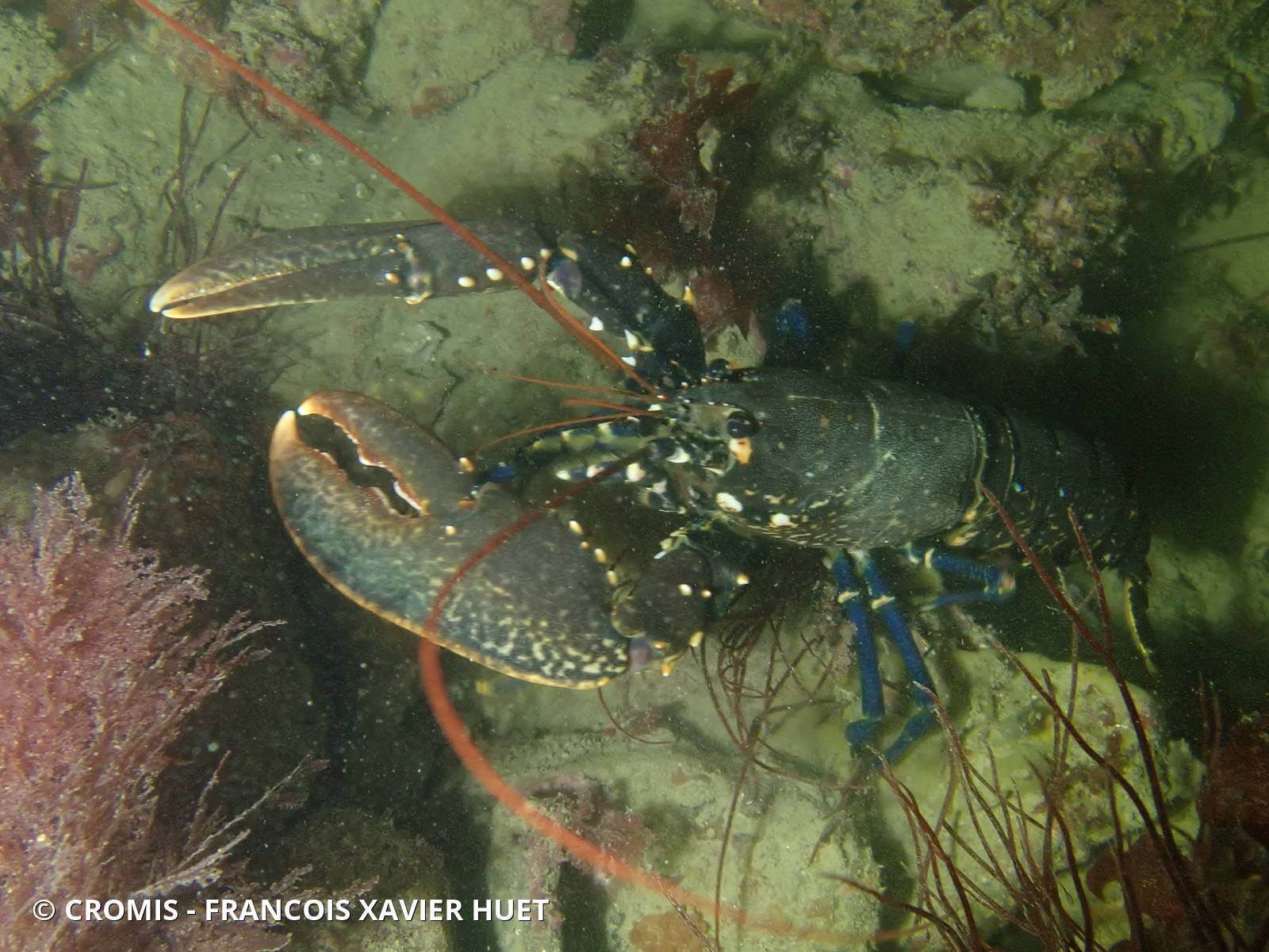 Homard européen