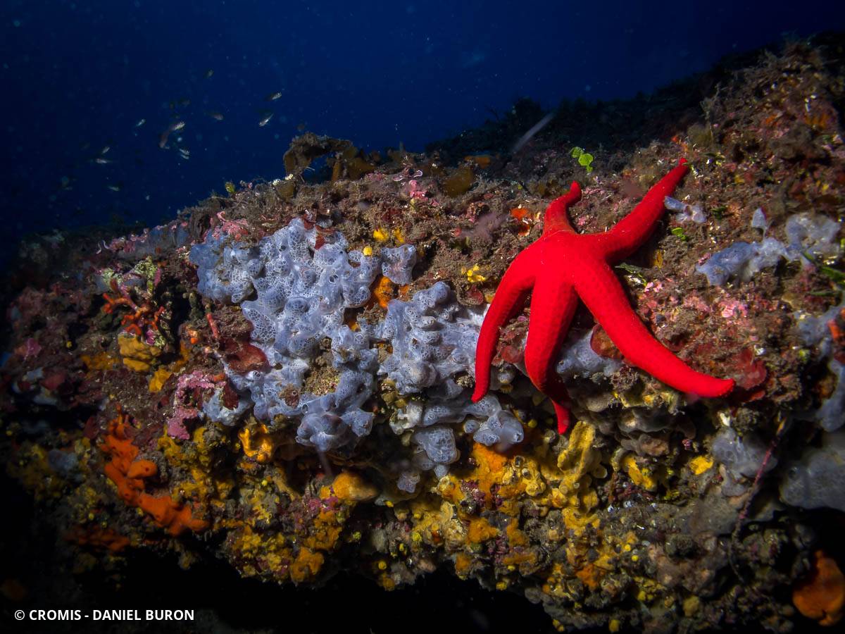 Etoile de mer lisse