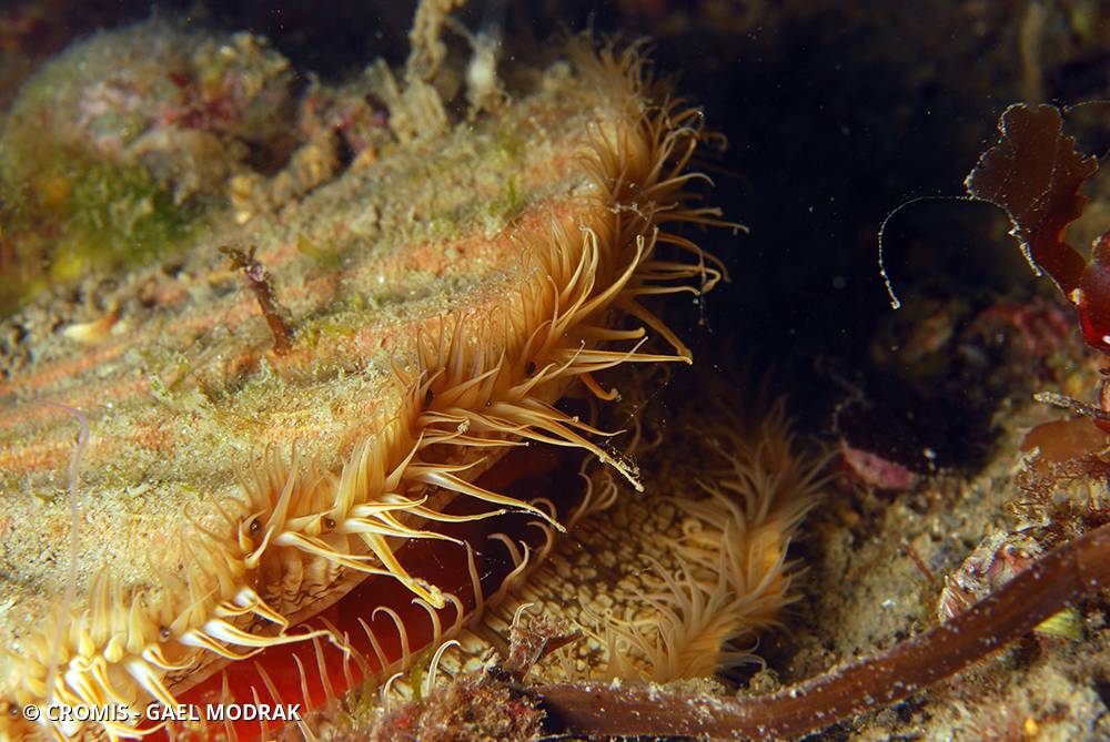 Coquille Saint-Jacques de l'Atlantique