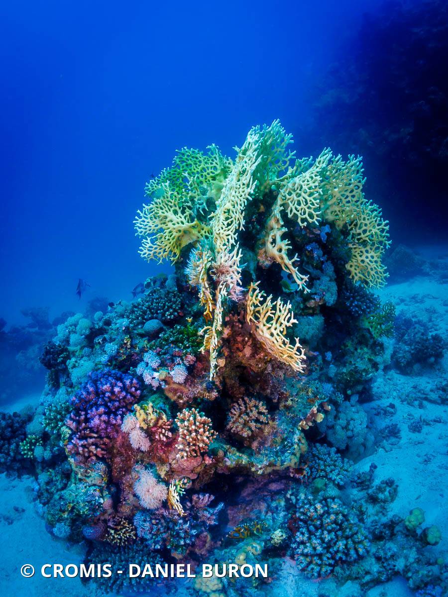 Corail de feu ramifié