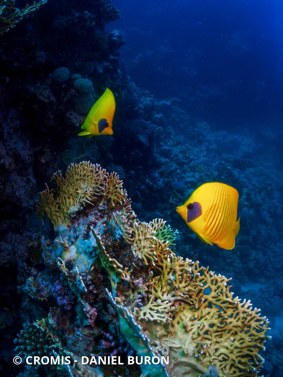 Poisson-papillon jaune masqué