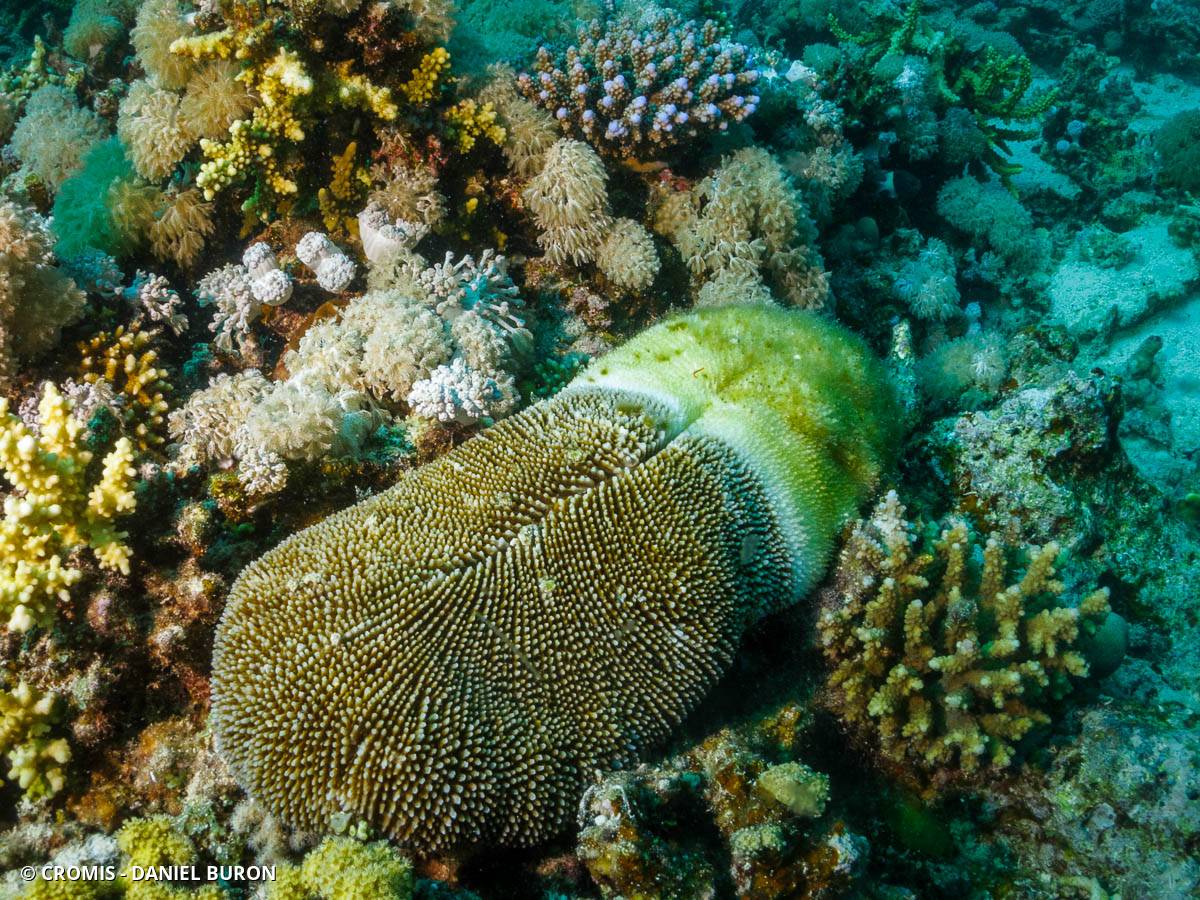 Corail champignon à rayons