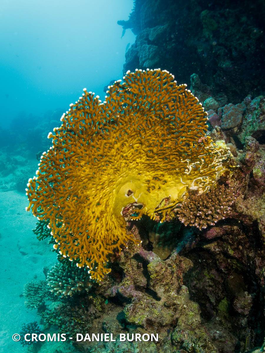 Corail de feu ramifié