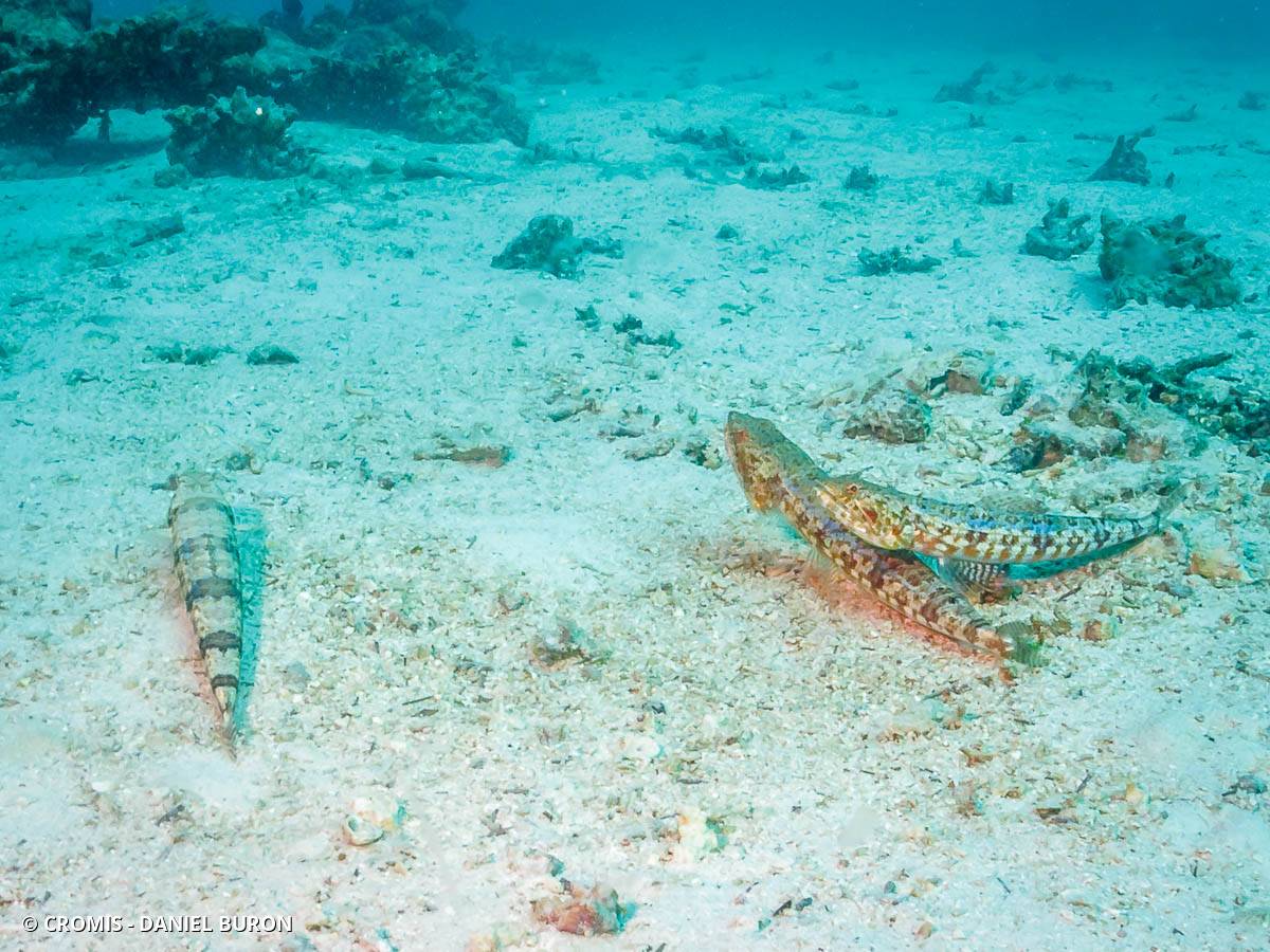 Poisson-lézard de sable