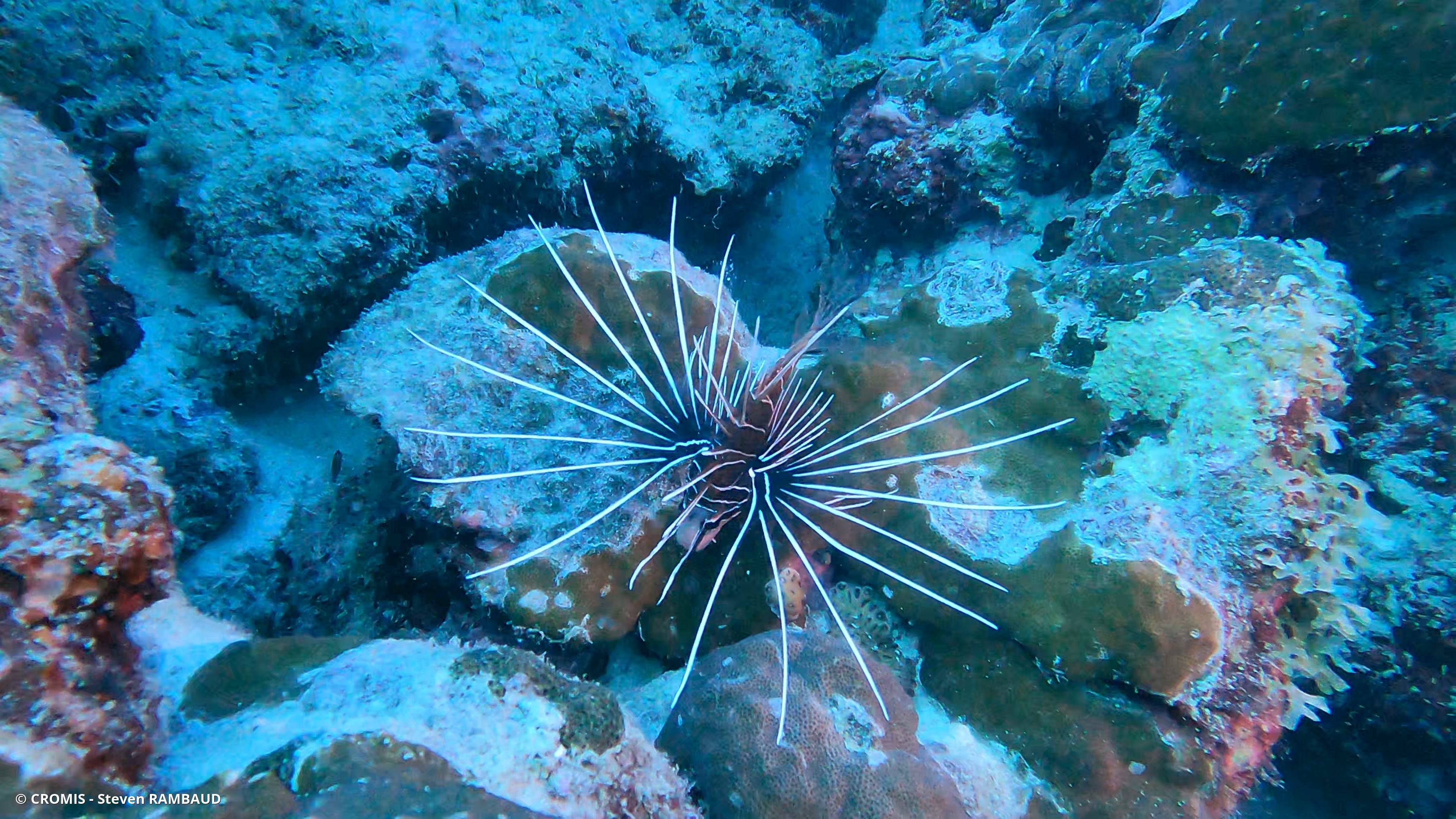 Poisson-lion de Mer Rouge
