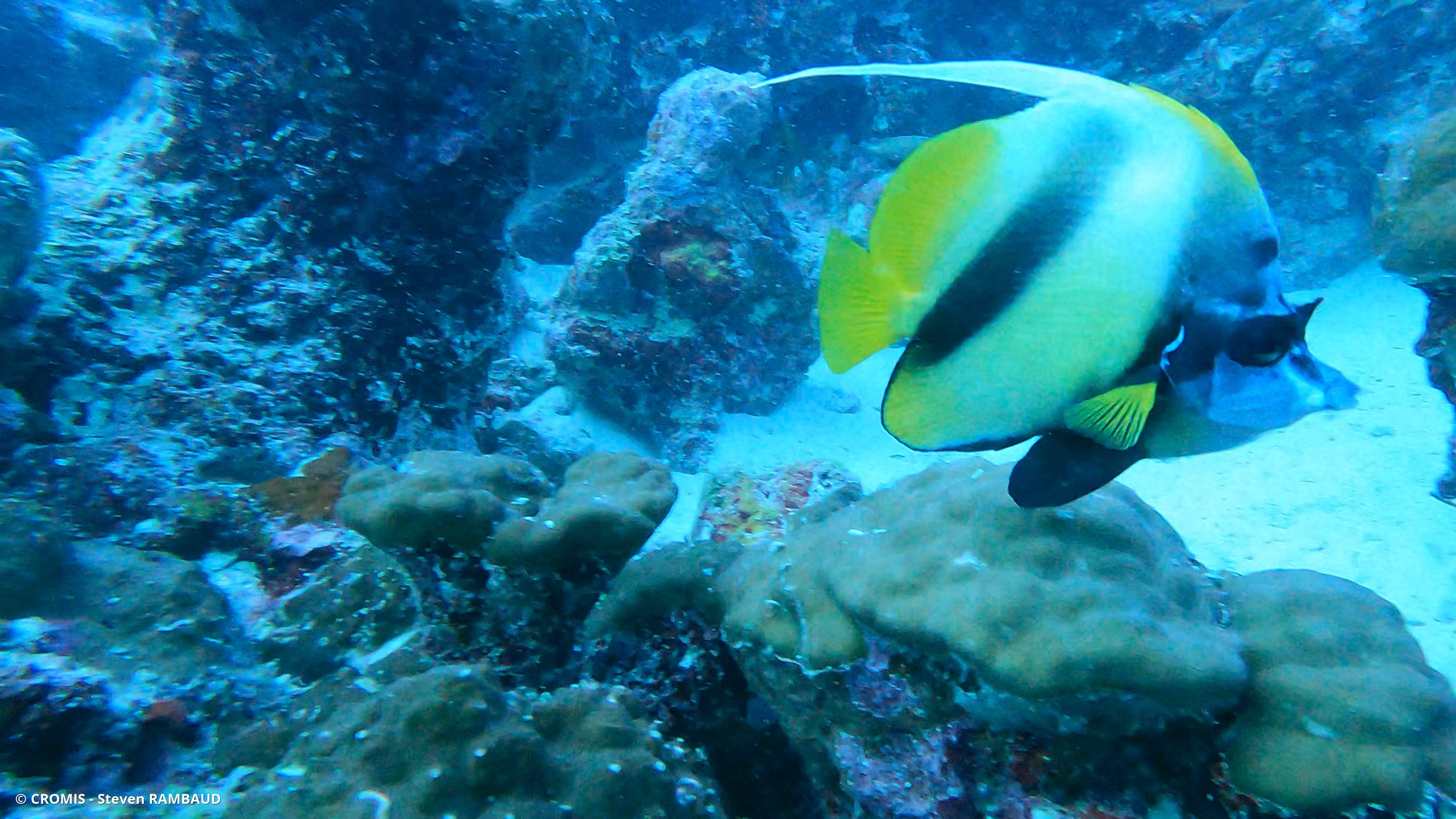 Poisson-cocher de Mer Rouge