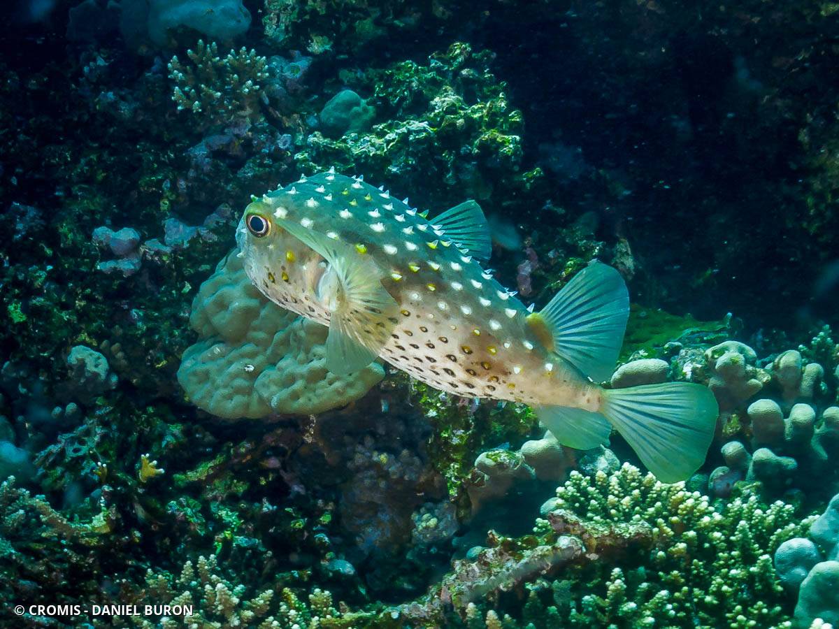 Poisson-hérisson à points jaunes