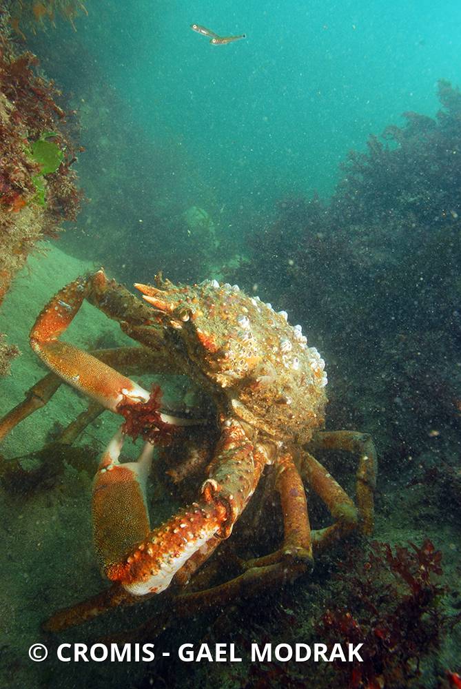Araignée de mer Atlantique
