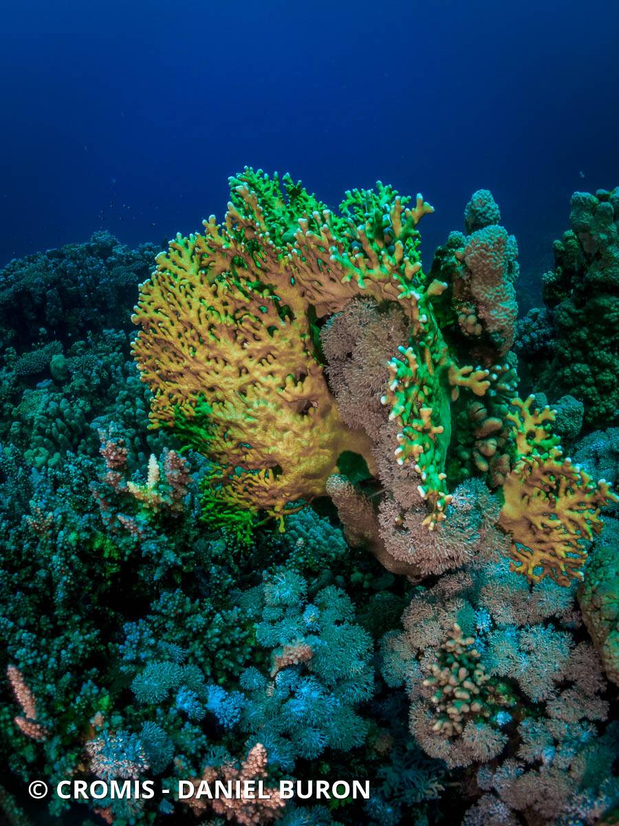 Corail de feu ramifié