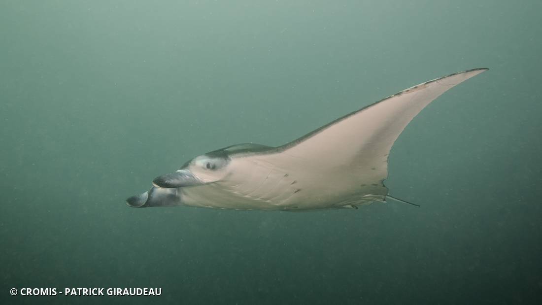 Manta géante
