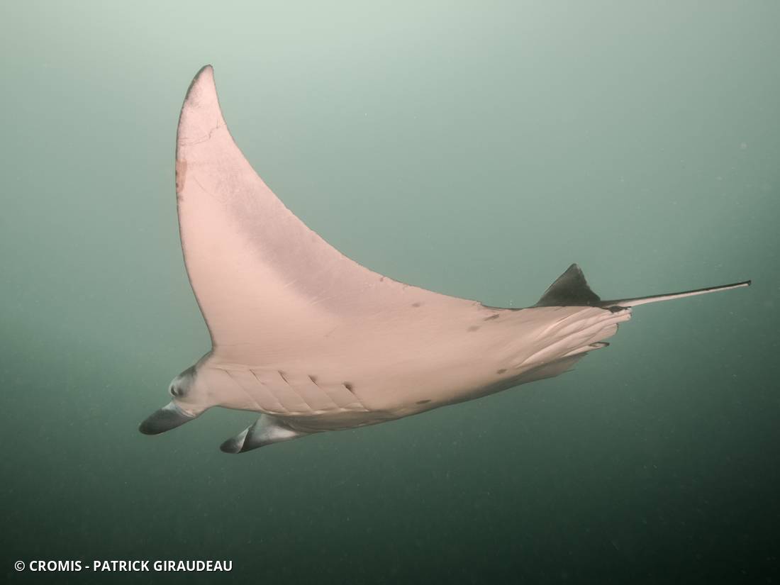 Manta géante