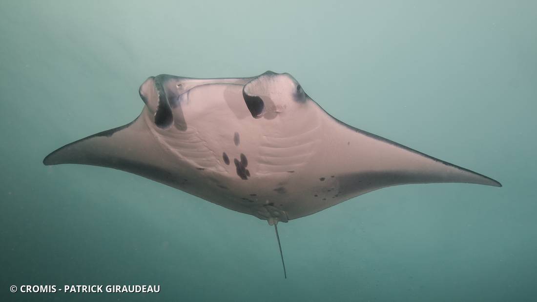 Manta géante