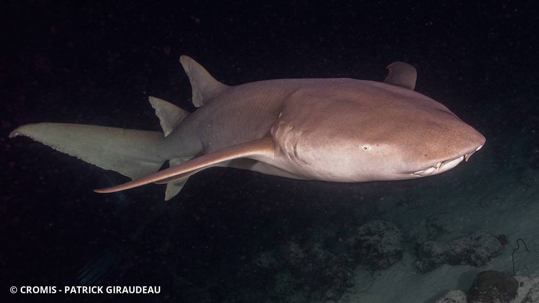 Requin nourrice fauve