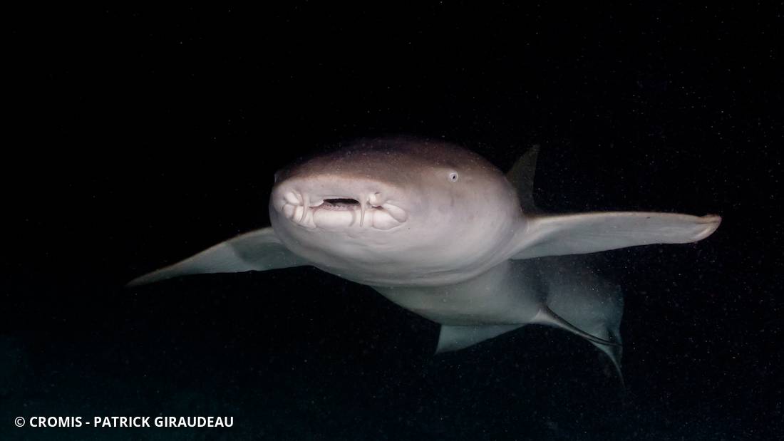 Requin nourrice fauve