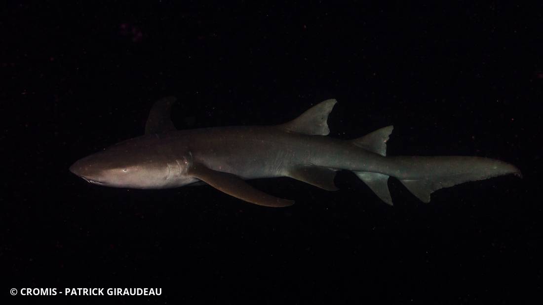 Requin nourrice fauve