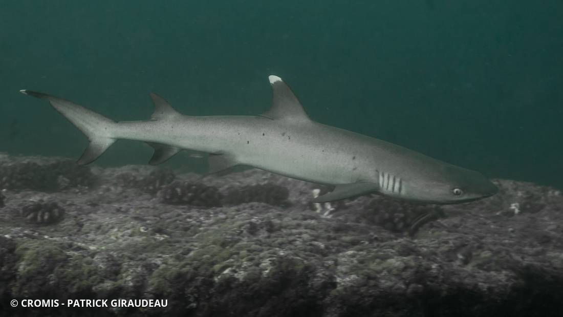 Requin corail