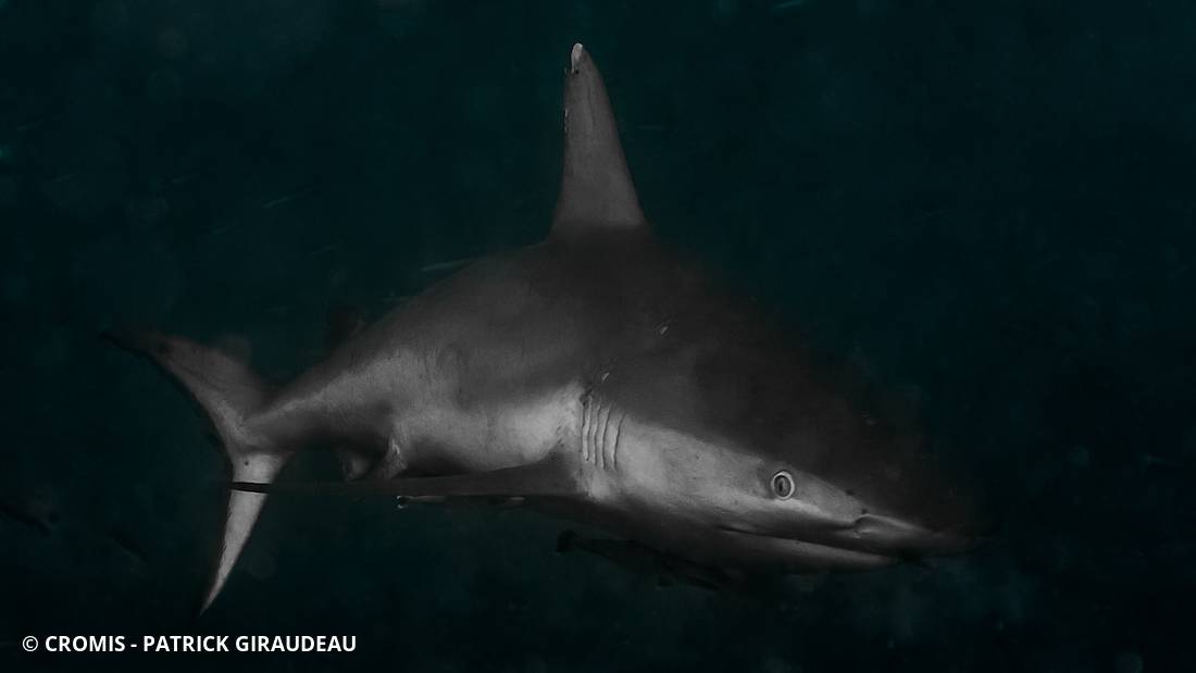 Requin gris de récif