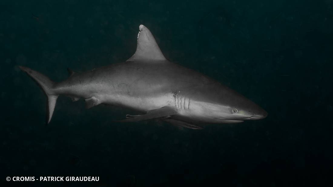 Requin gris de récif