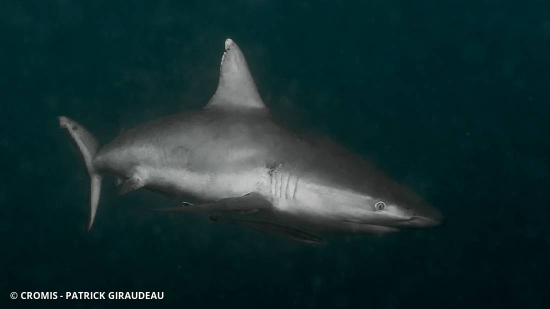 Requin gris de récif