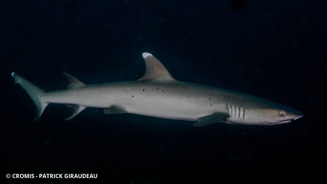 Requin corail