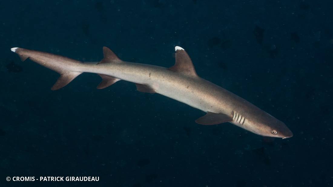 Requin corail