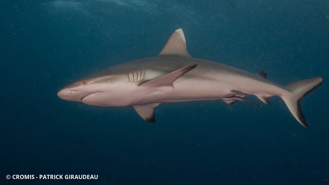 Requin gris de récif