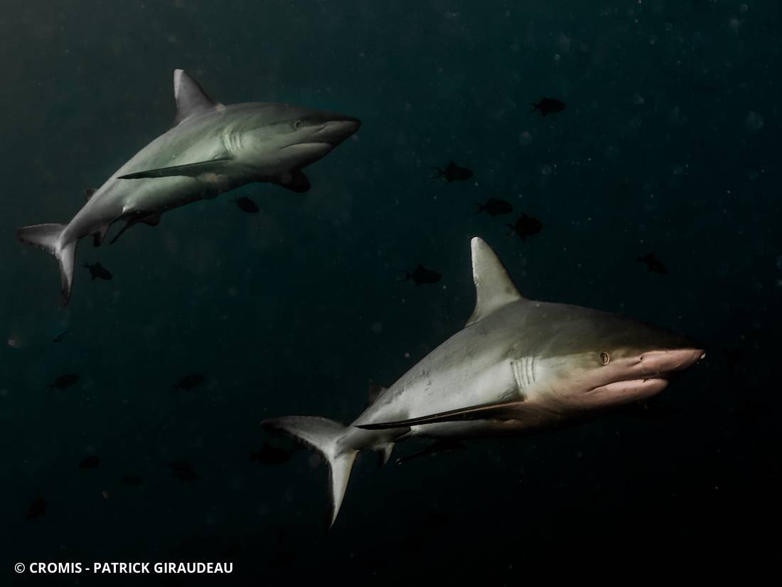 Requin gris de récif