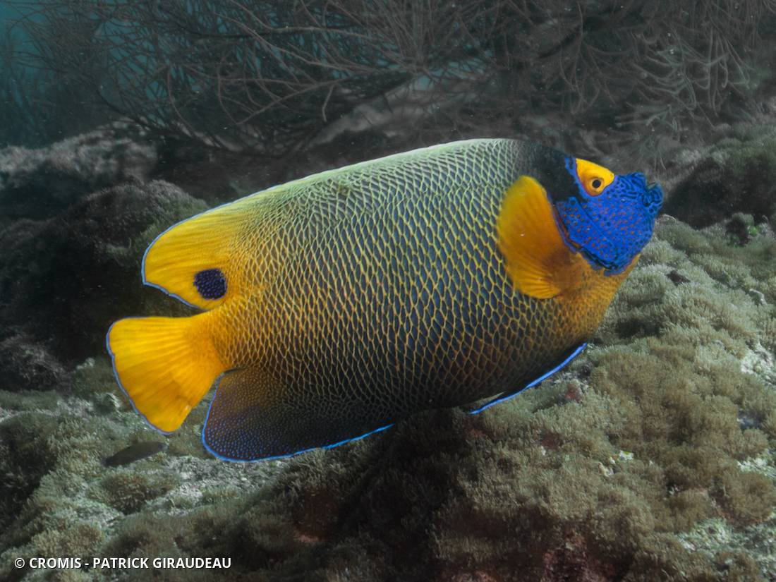 Poisson-ange à tête bleue