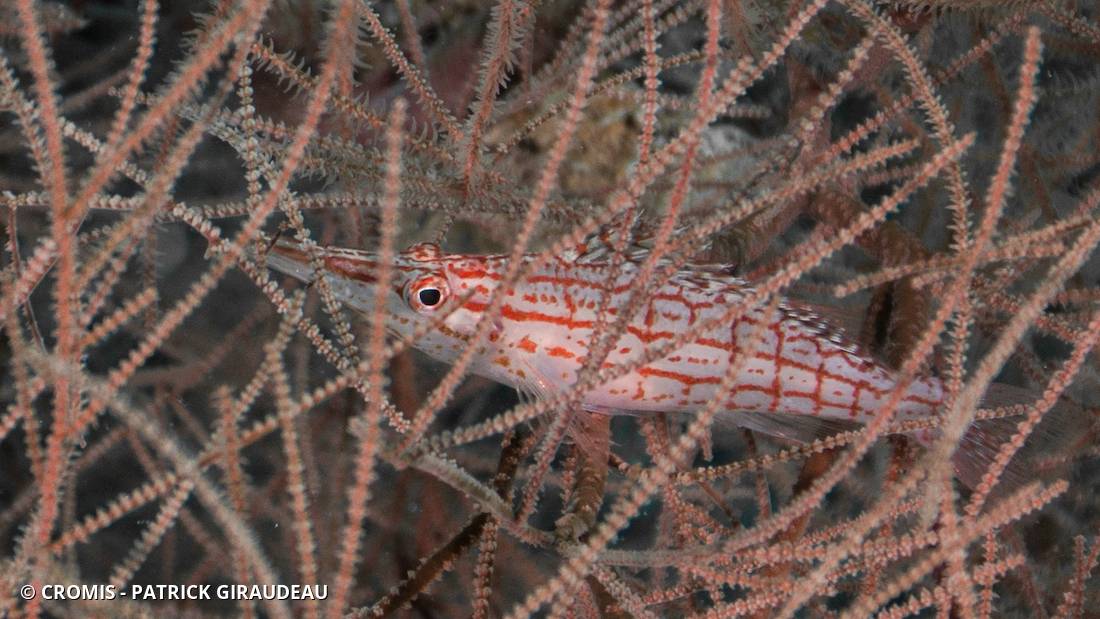 Poisson-faucon à long nez