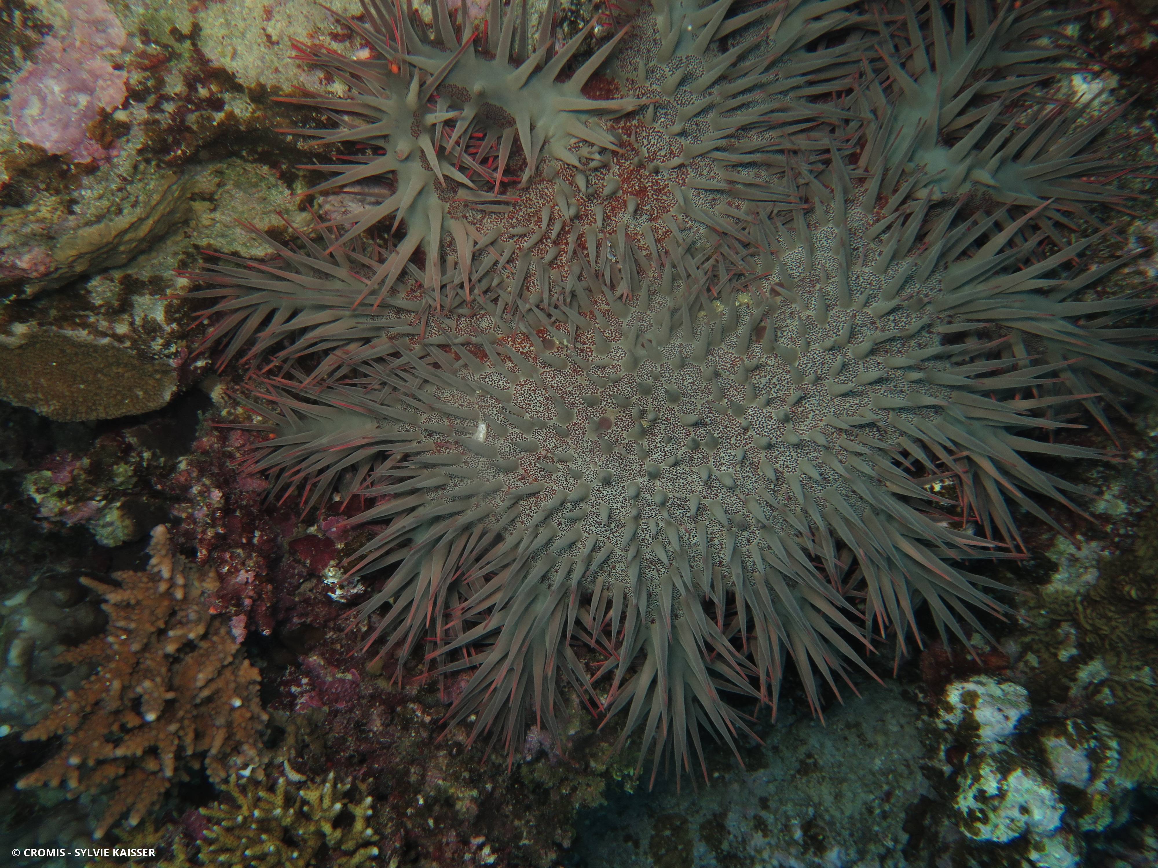 Acanthaster de Benzie