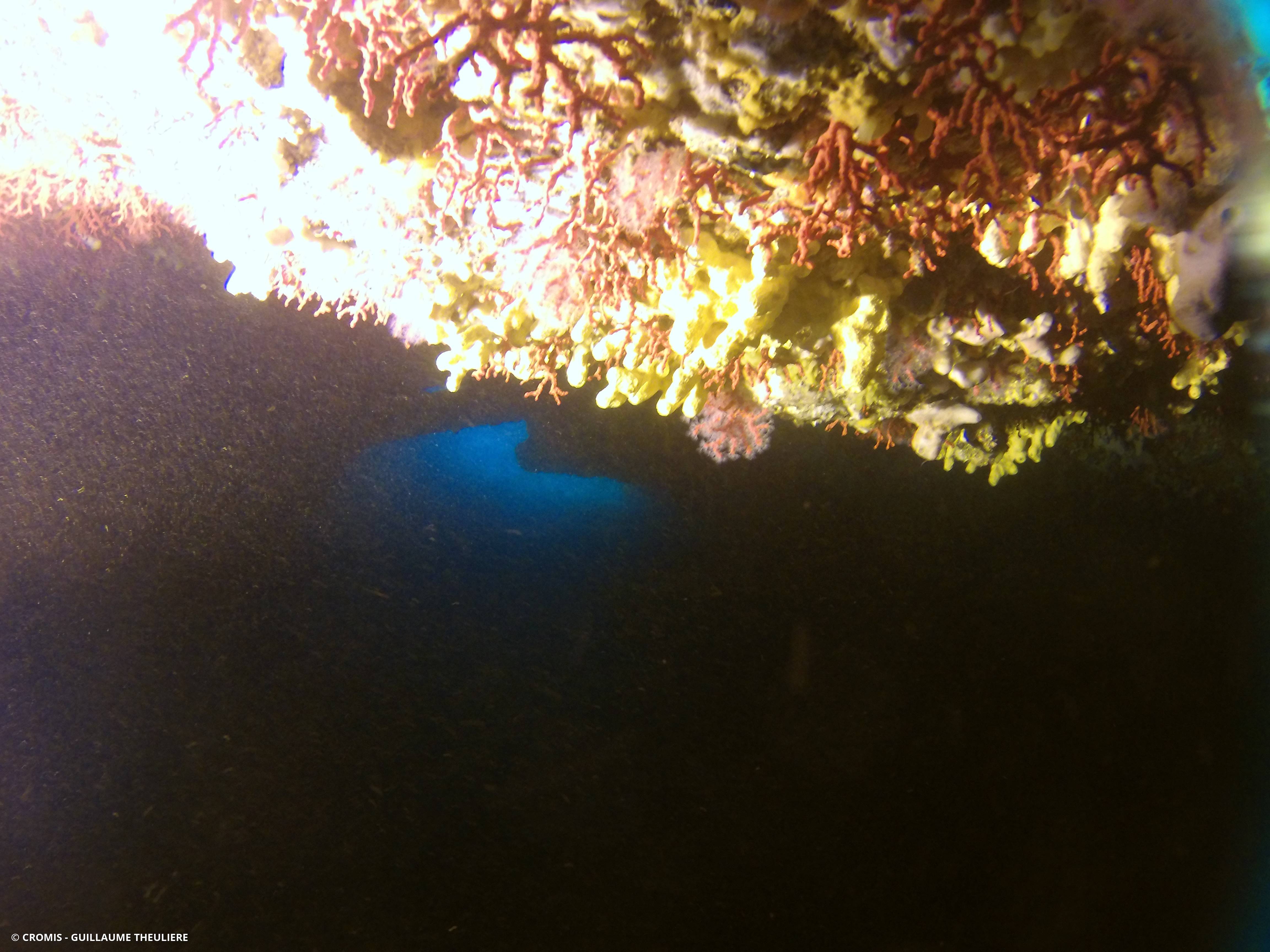 Corail rouge de Méditerranée