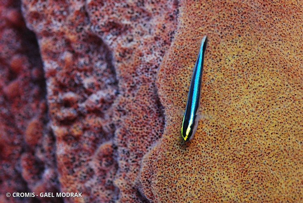 Gobie à museau de requin