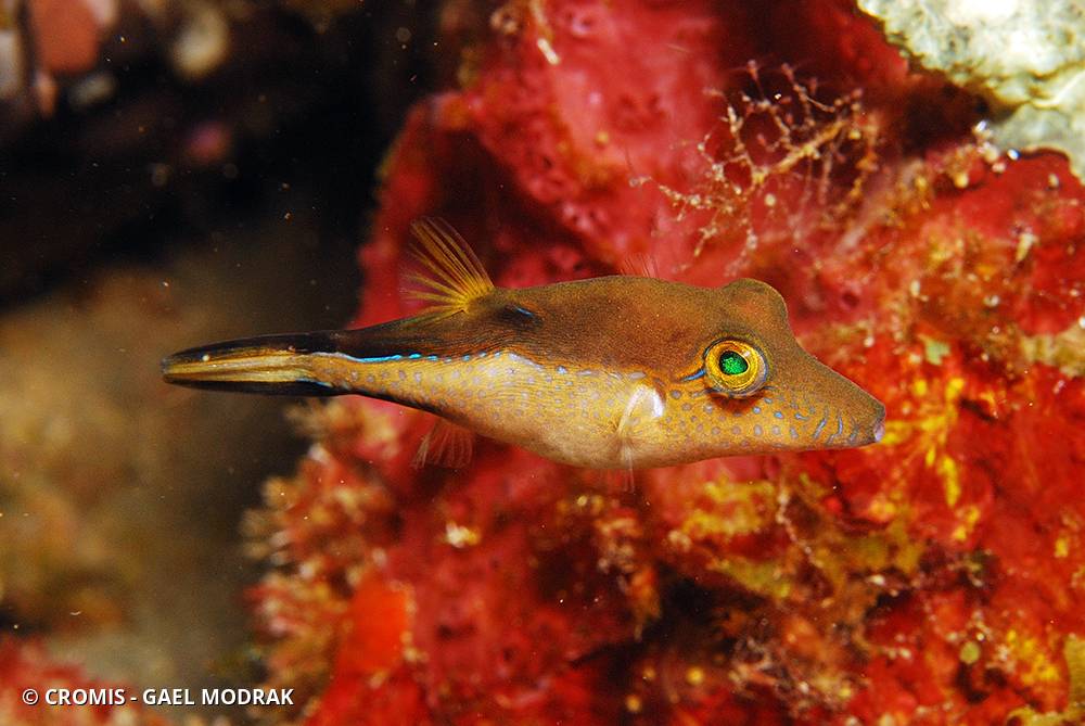 Canthigaster des Caraïbes