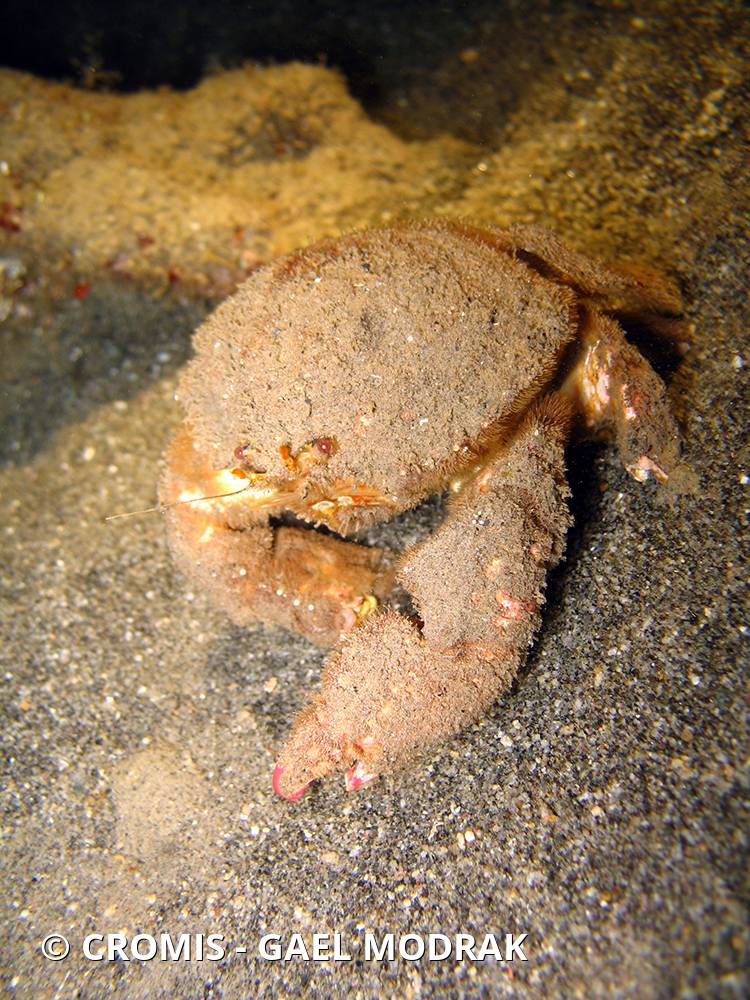 Crabe spongieux à yeux rouges