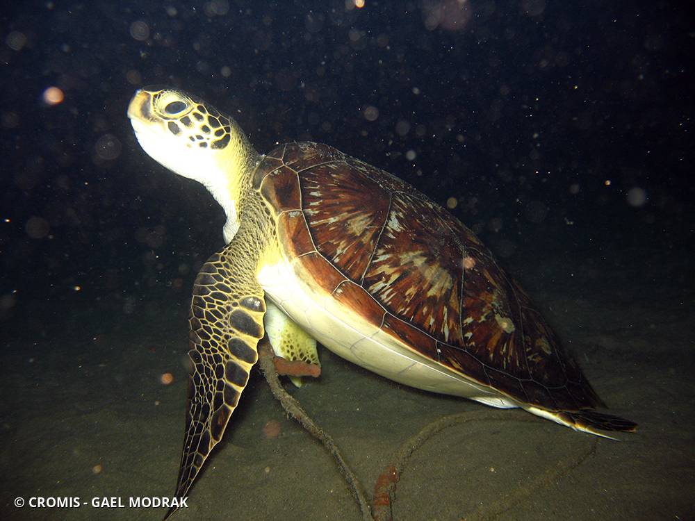 Tortue verte