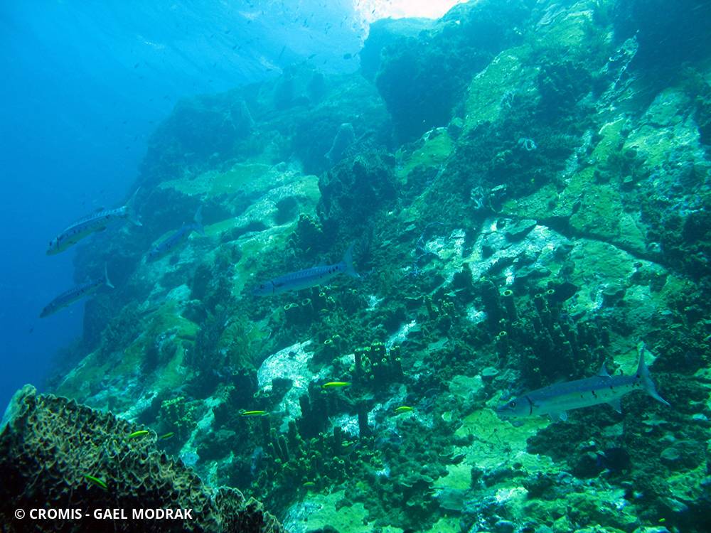 Grand barracuda