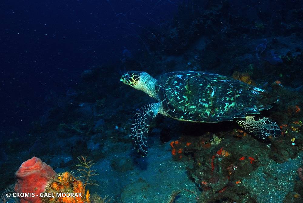 Tortue imbriquée