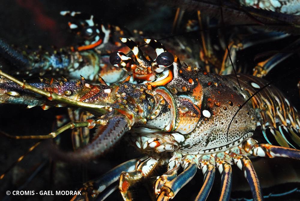 Langouste des Caraïbes