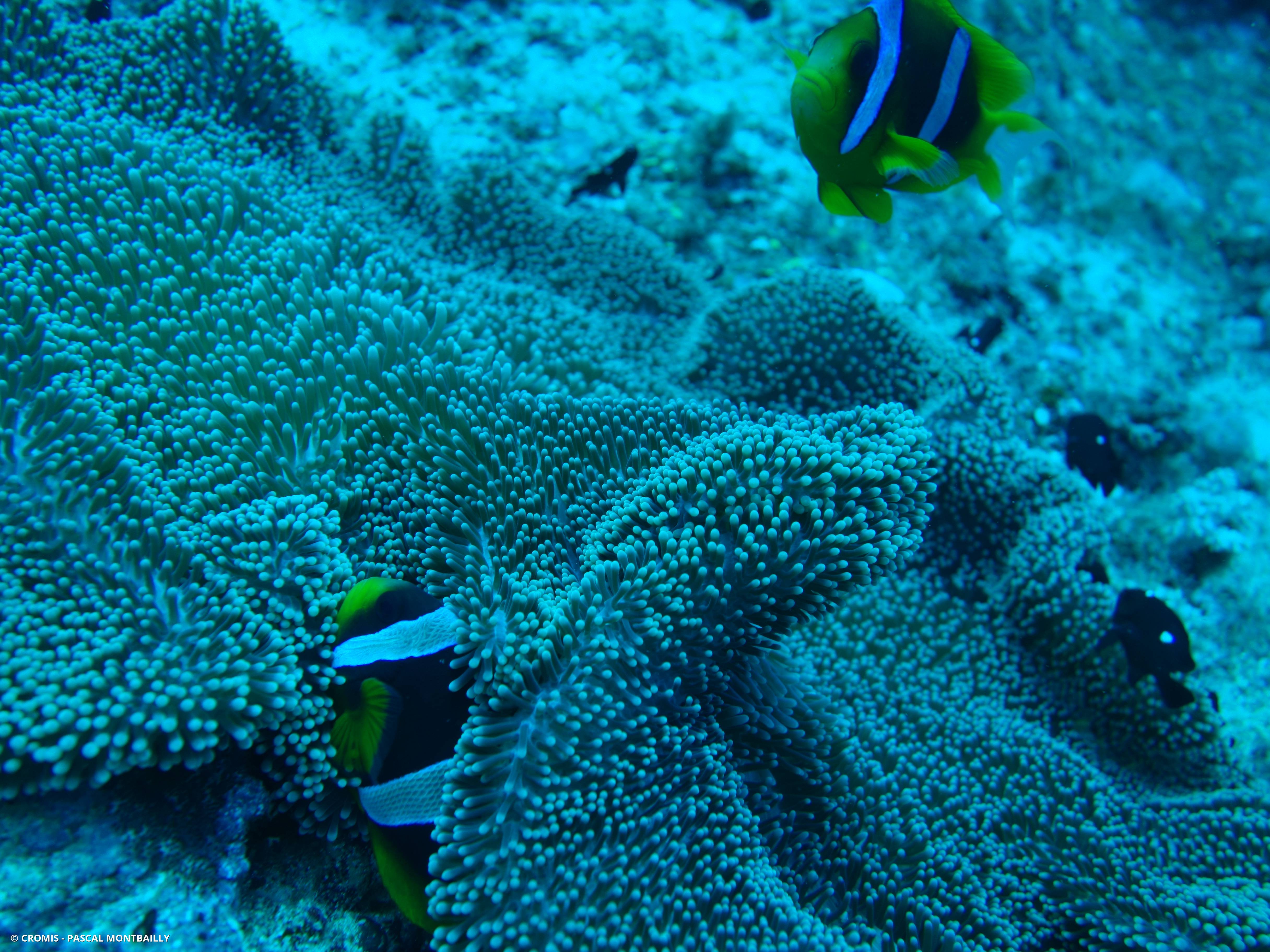 Poisson-clown de Madagascar