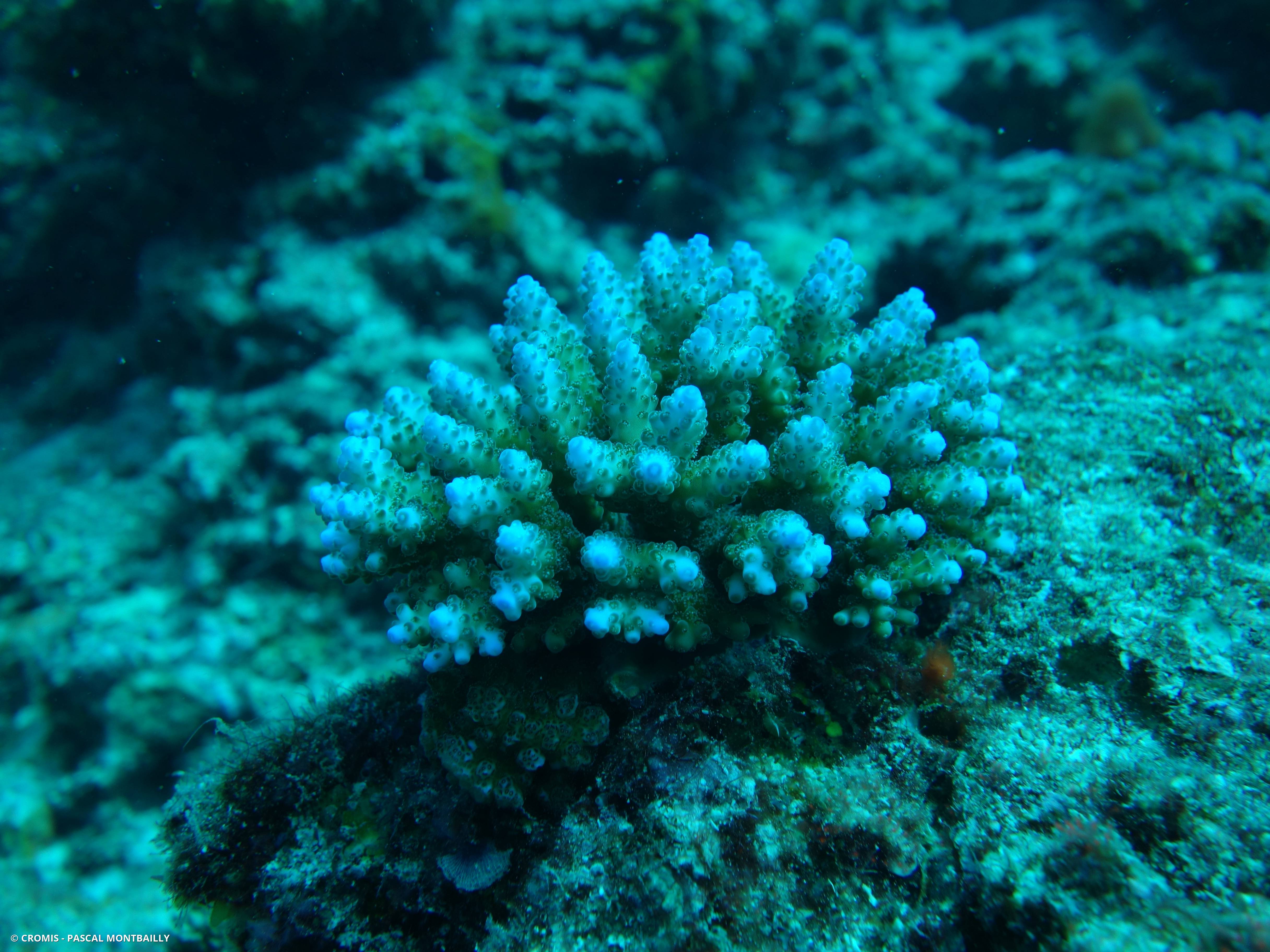 Acropore