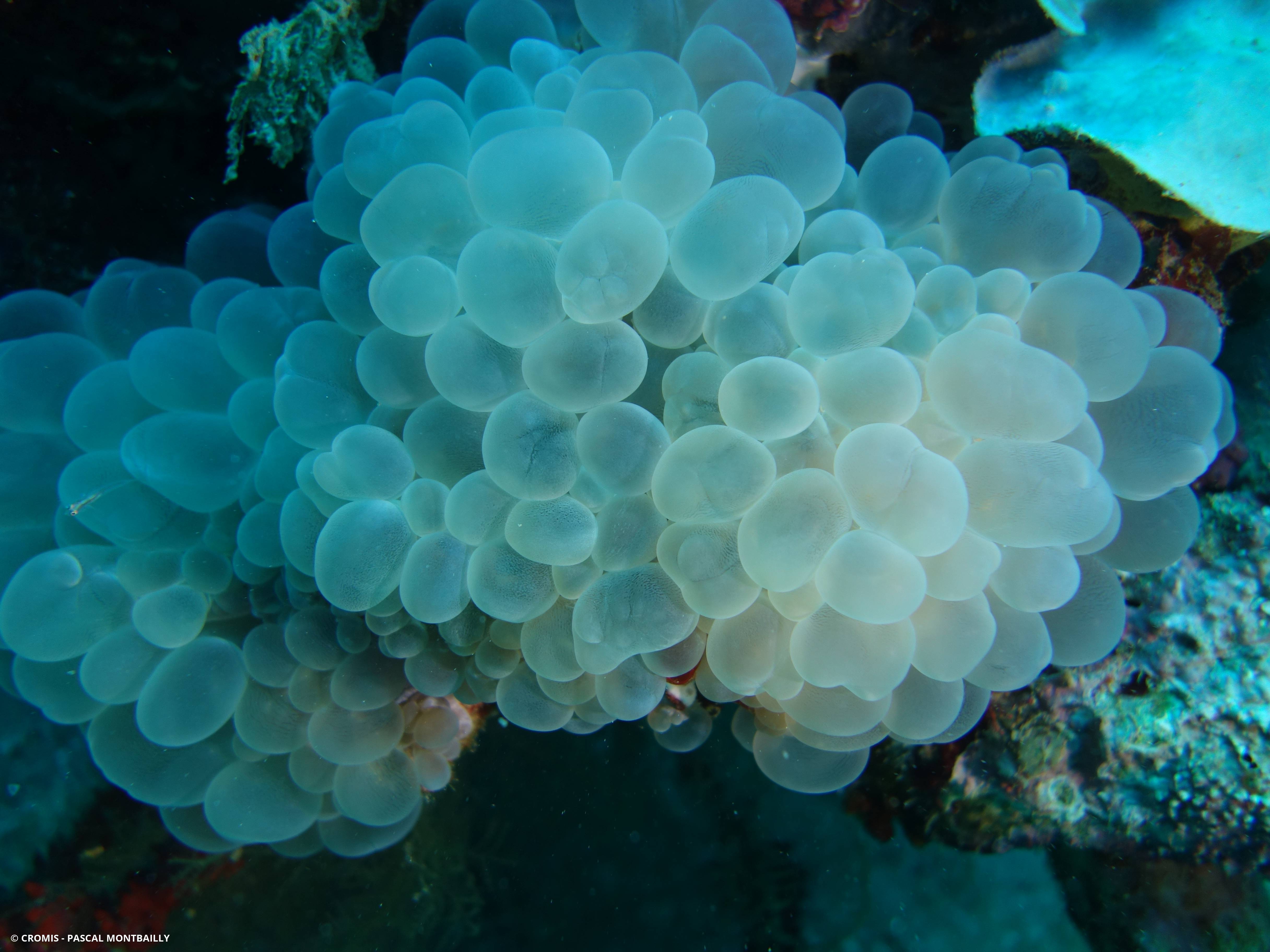 Corail à bulles sinueux
