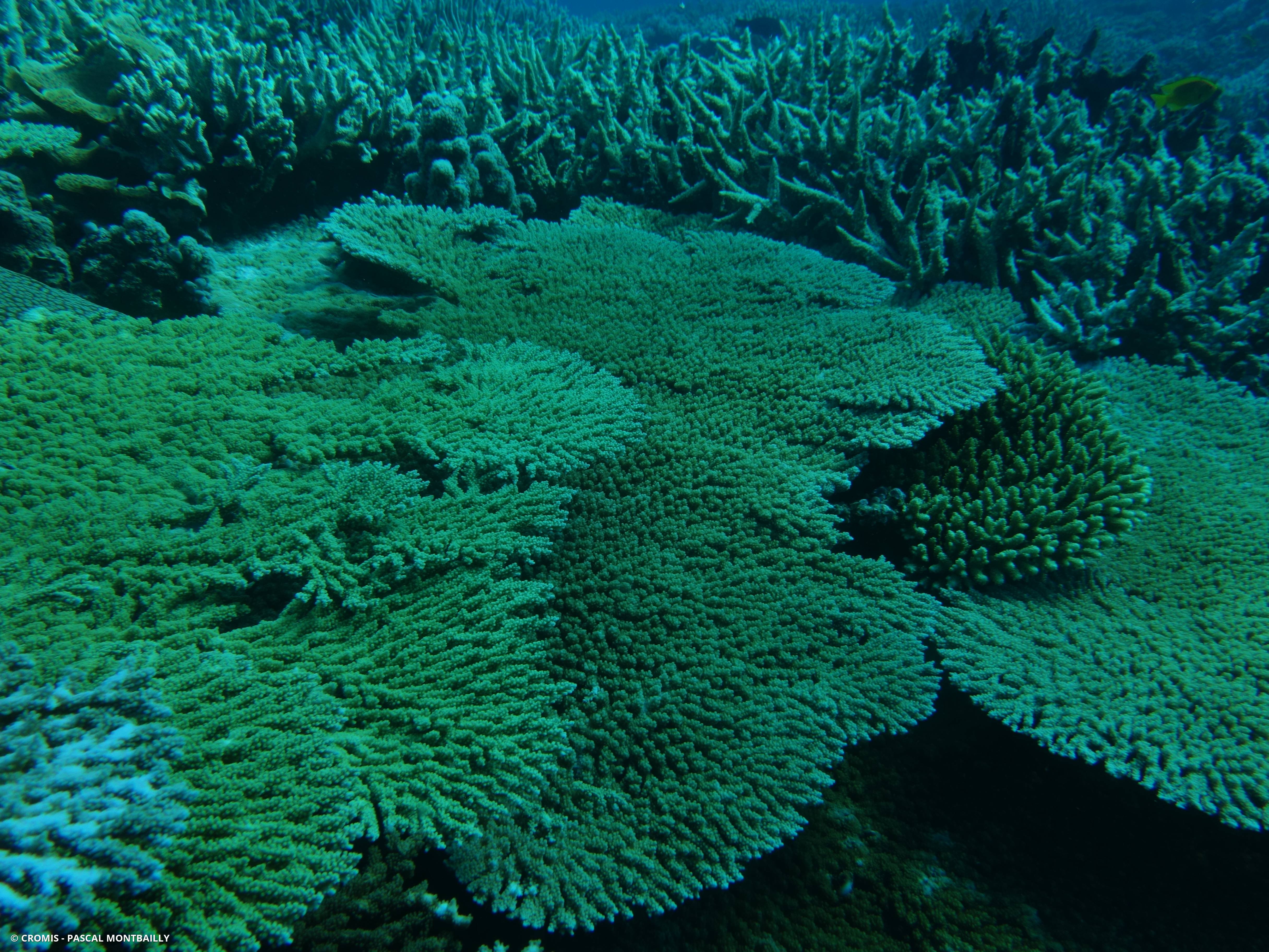 Acropore